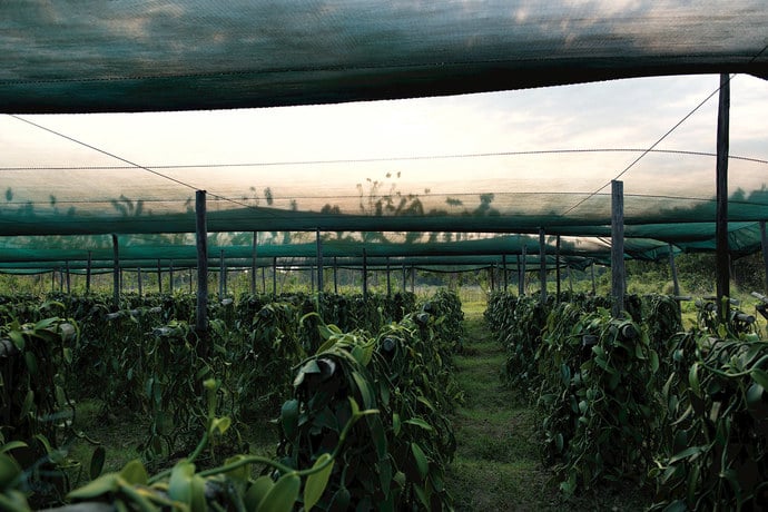 Chanel fields of vanilla plants in Ambanja, Madagascar