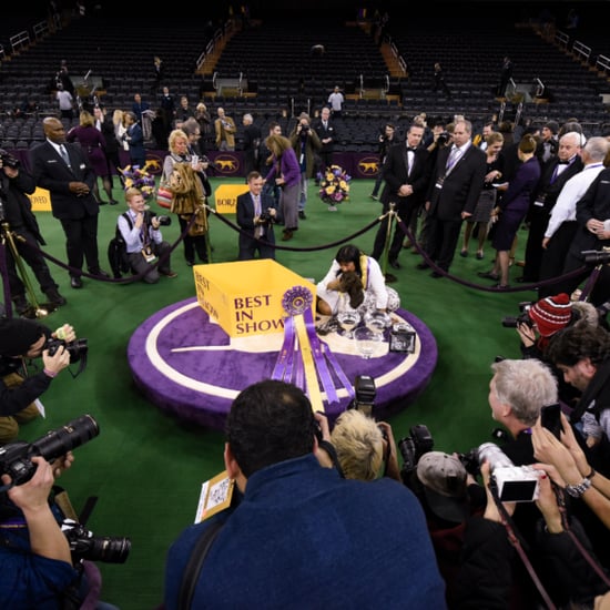 2016 Westminster Kennel Club Dog Show