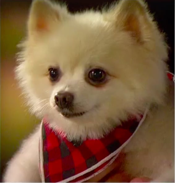Lucy the Dog The Bachelor Season 23 Cast POPSUGAR Entertainment Photo 22