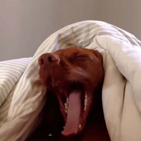 Dog Doesn't Like Mornings