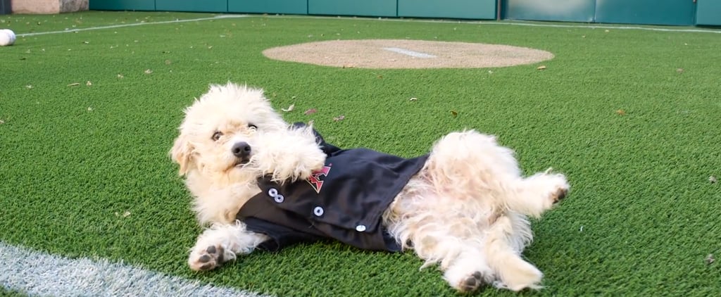 Dog Adoption at Diamondbacks' Stadium | Video