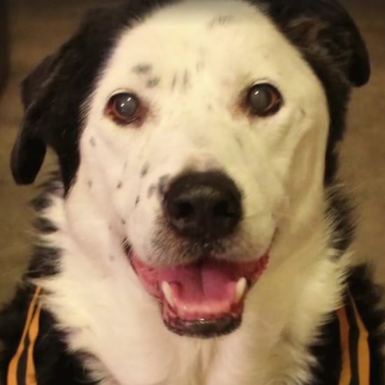 Man and Dog Lose Weight Together | Video