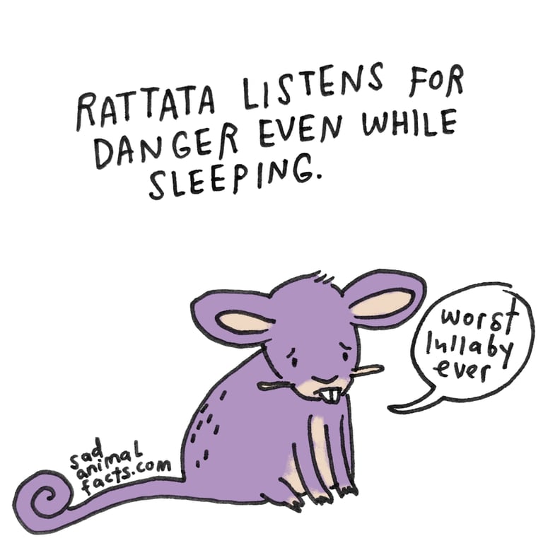 Rattata has a hard time sleeping through the night.