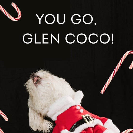 Dogs Dressed as Mean Girls Characters
