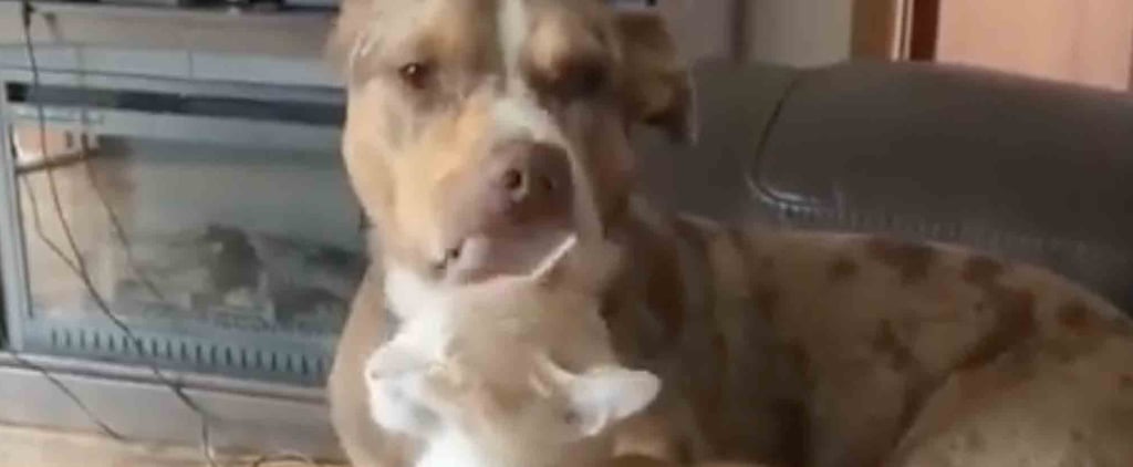 Funny Video of a Dog Giving a Cat a Bath