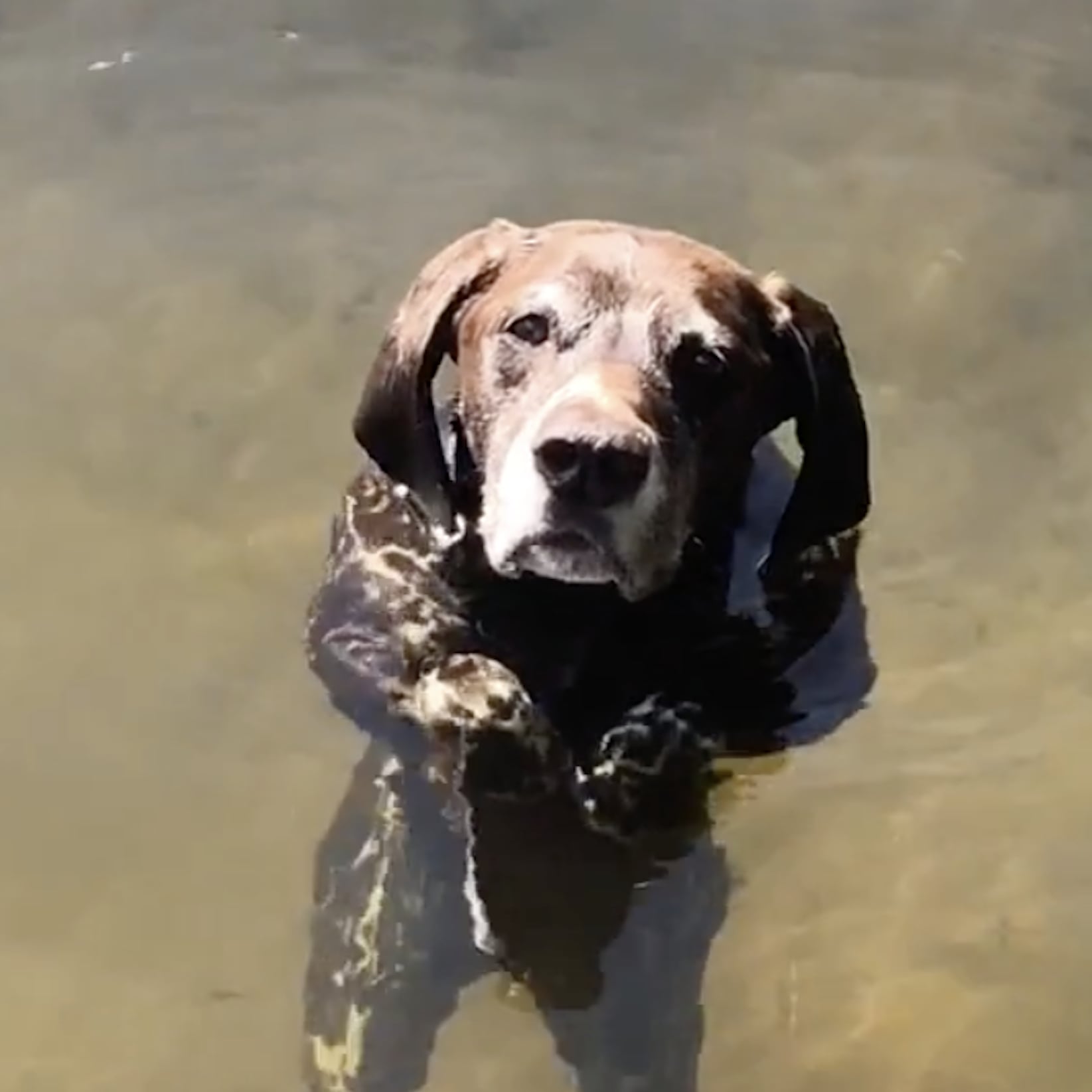 funny dogs in water