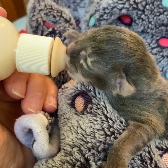 Video of a Baby Kitten Drinking From a Bottle