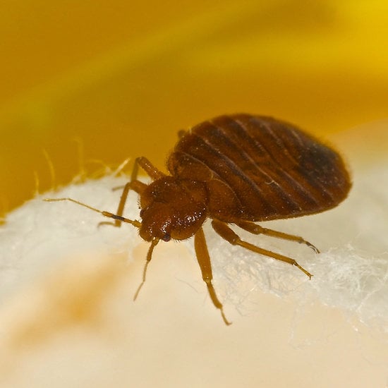 Get Rid of Bedbugs
