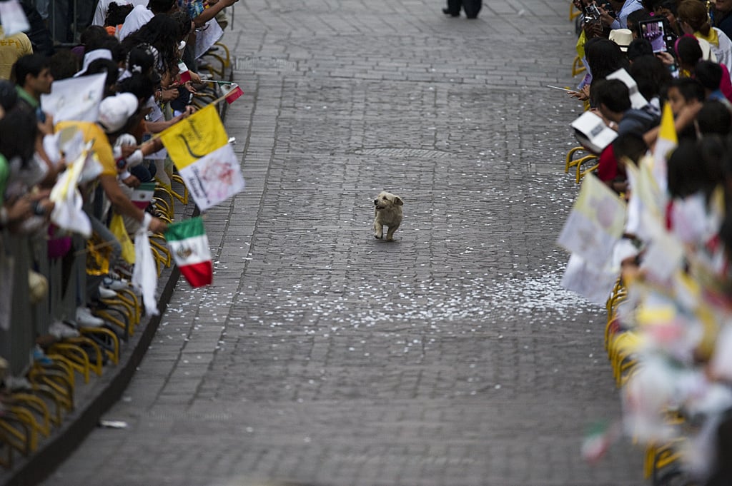 This Dog That Thinks the Parade Is All For Him