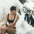 This Beach in South Africa Is COVERED With Penguins, and You Can Take Photos With Them!