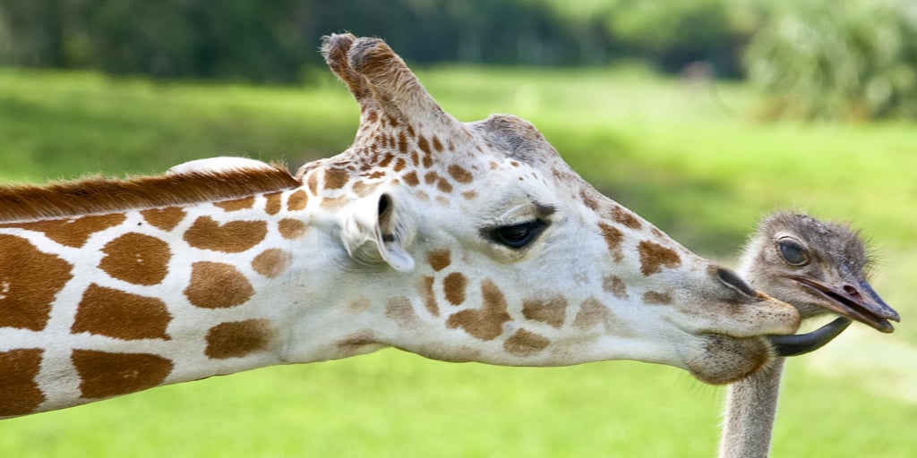 Interspecies Friendships | Pictures