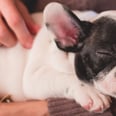 5 Ways to Make Your Life as a Dog Parent Less Stressful