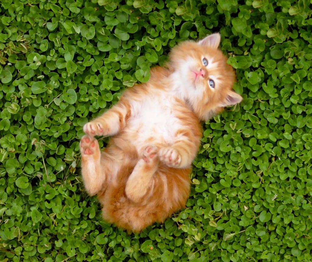 Rolling in the Grass