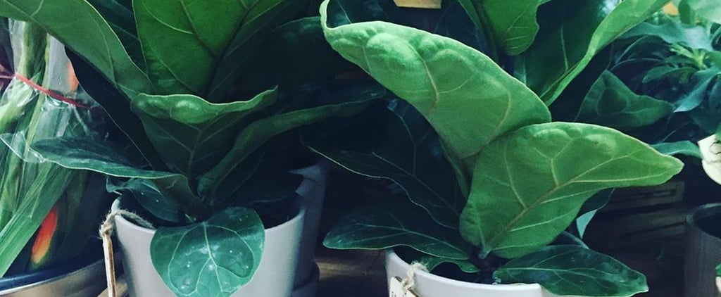 Friendly PSA: Trader Joe's Has Fiddle Leaf Fig Trees For Just $11
