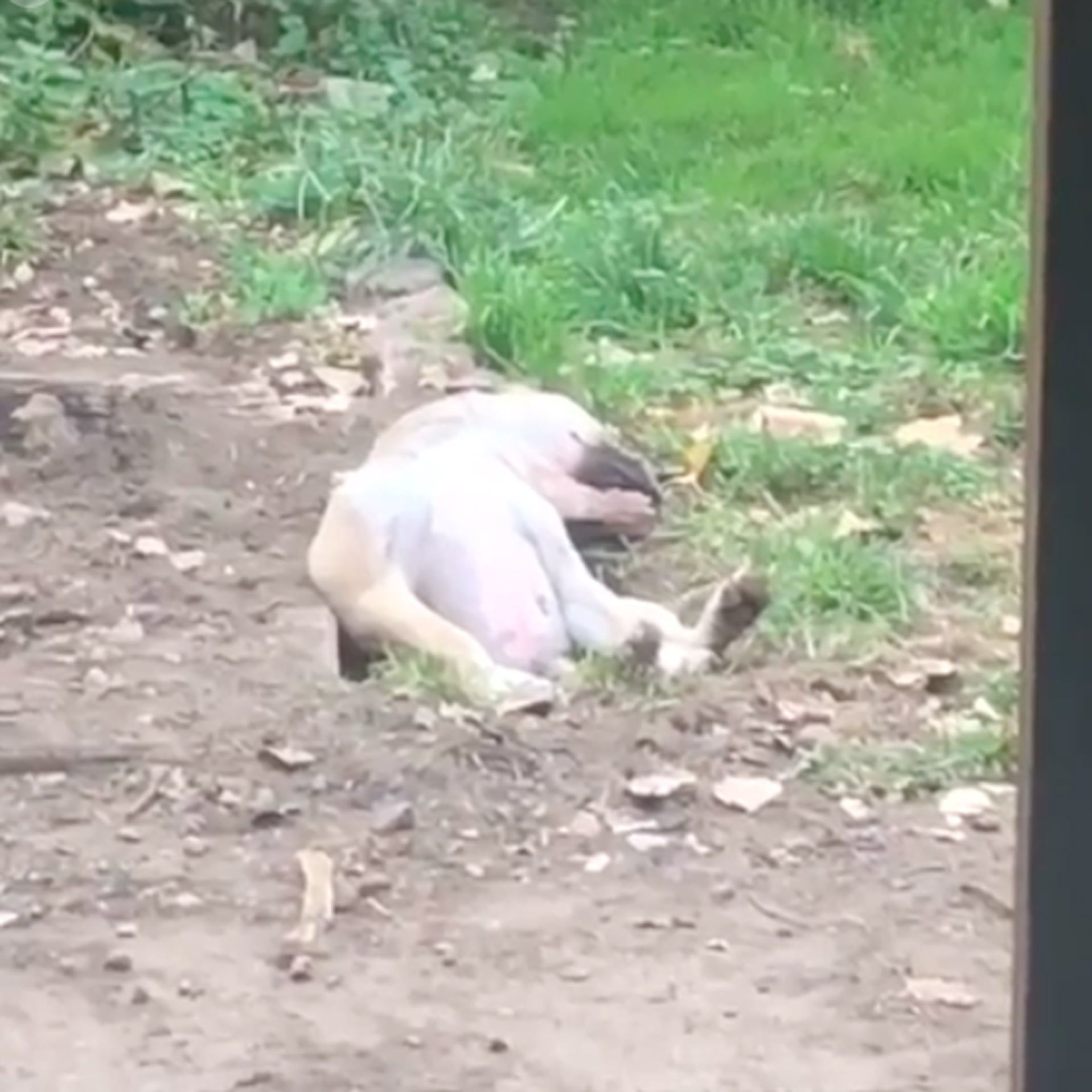 Video Of A Dog Sleeping In A Hole It Dug Popsugar Pets