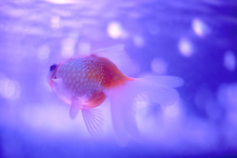 Goldfish only have a three-second memory.