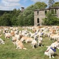 361 Golden Retrievers Gathered For the Breed's Anniversary, and We Guess Our Invites Got Lost?