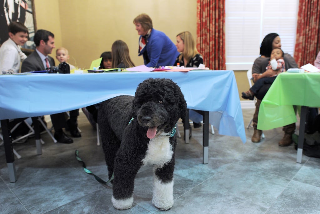 Pictures of Bo and Sunny Obama