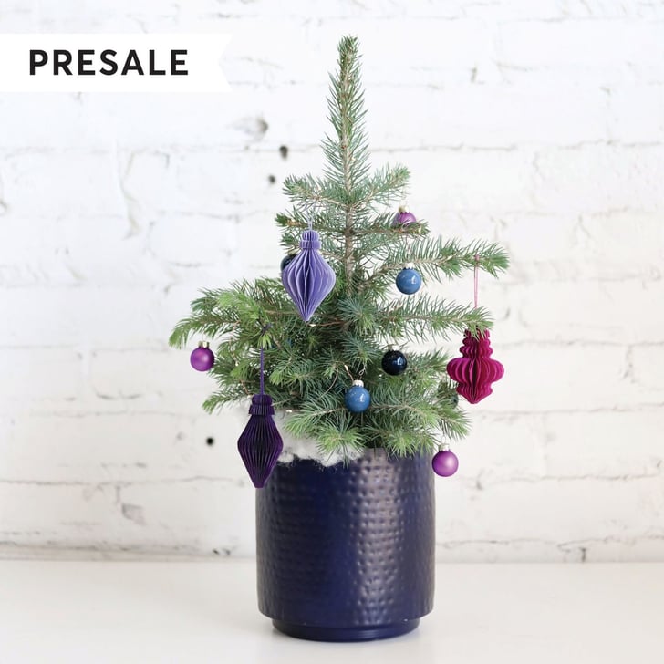 Farmgirl Flowers Blue Ridge Mountain Christmas Tree Best Live