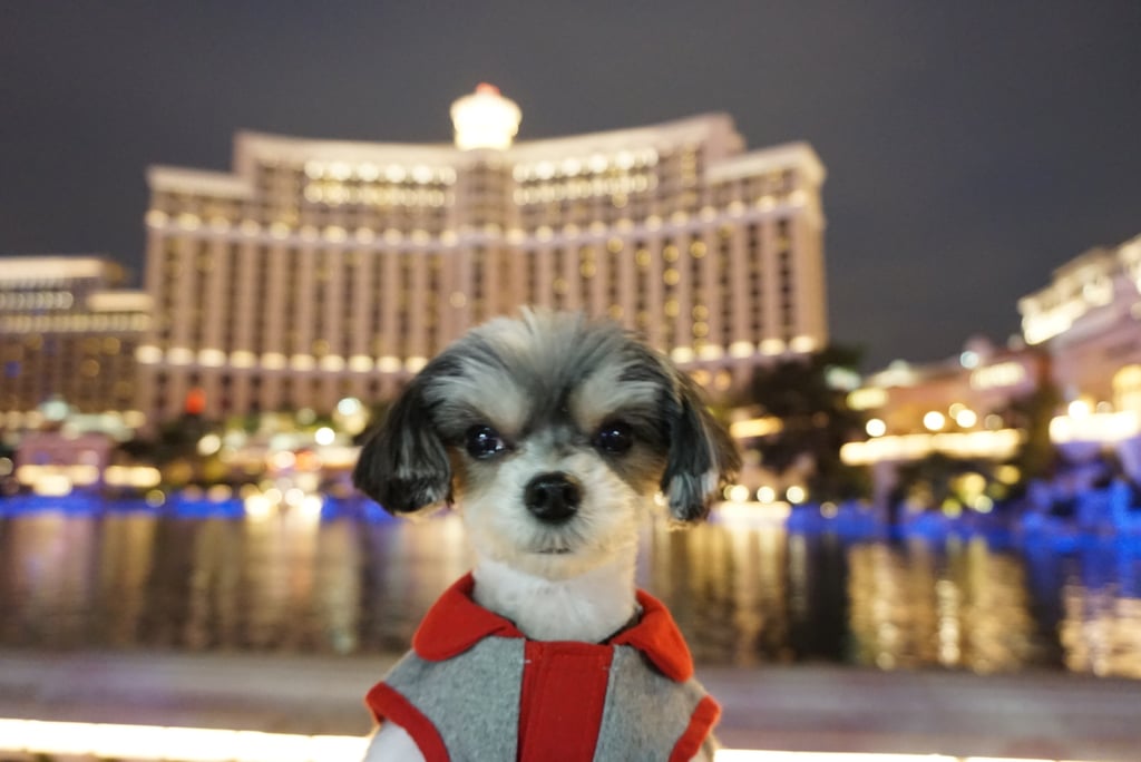My last night at Vegas ended at the Bellagio Fountain Show.