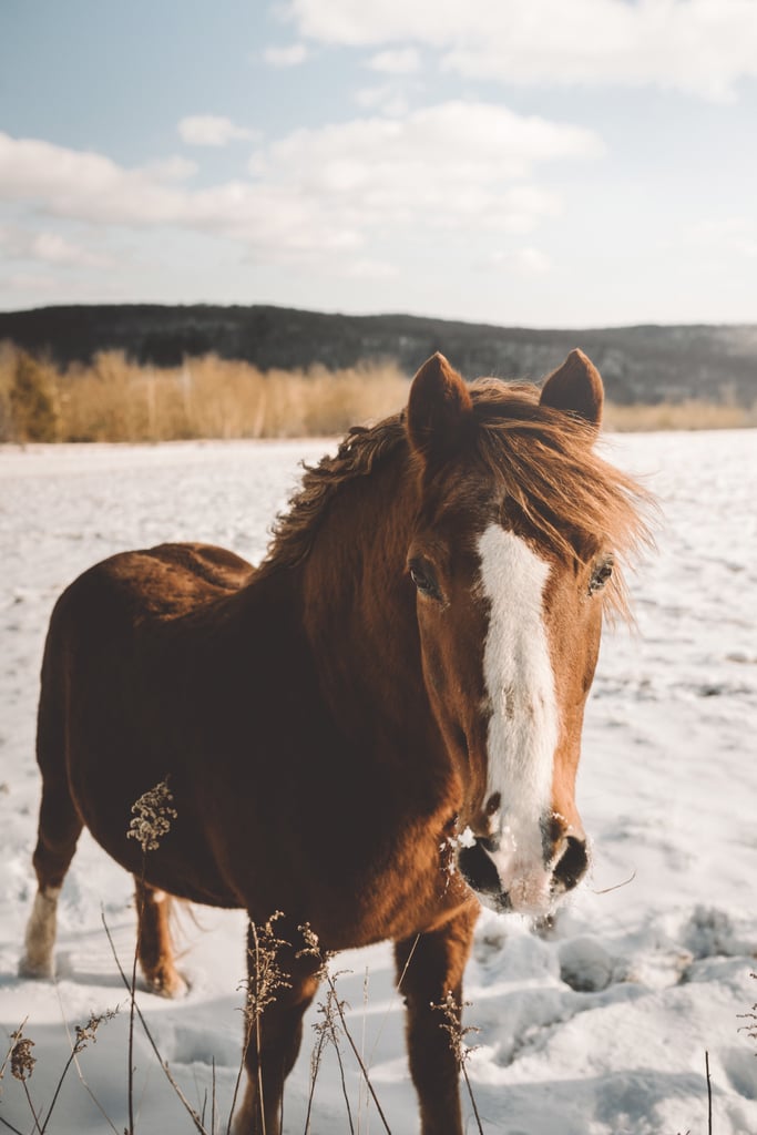 Horse Yoga: California, USA