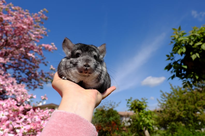 Chinchillas