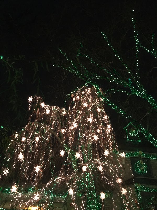 It's not just the houses that are lit up — the trees are, too!