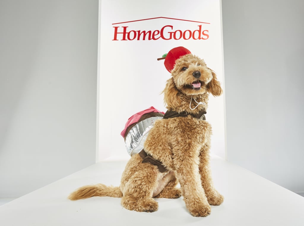 Pet Halloween Costumes From HomeGoods POPSUGAR Home Photo 13