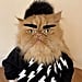 Cat Dressed in Schitt's Creek DIY Halloween Costumes