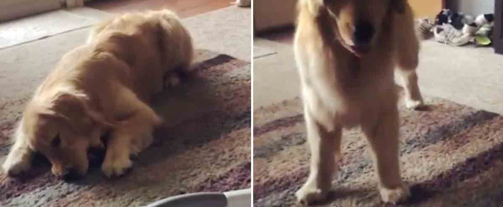 Video of Golden Retriever Who's Scared of Laundry
