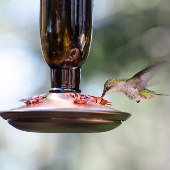 DIY Hummingbird Nectar