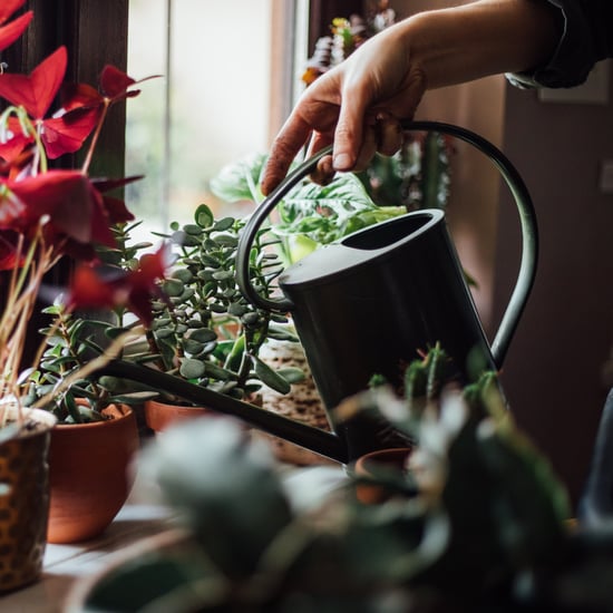 The Stress-Relieving Benefits of Having Plants in Your Home
