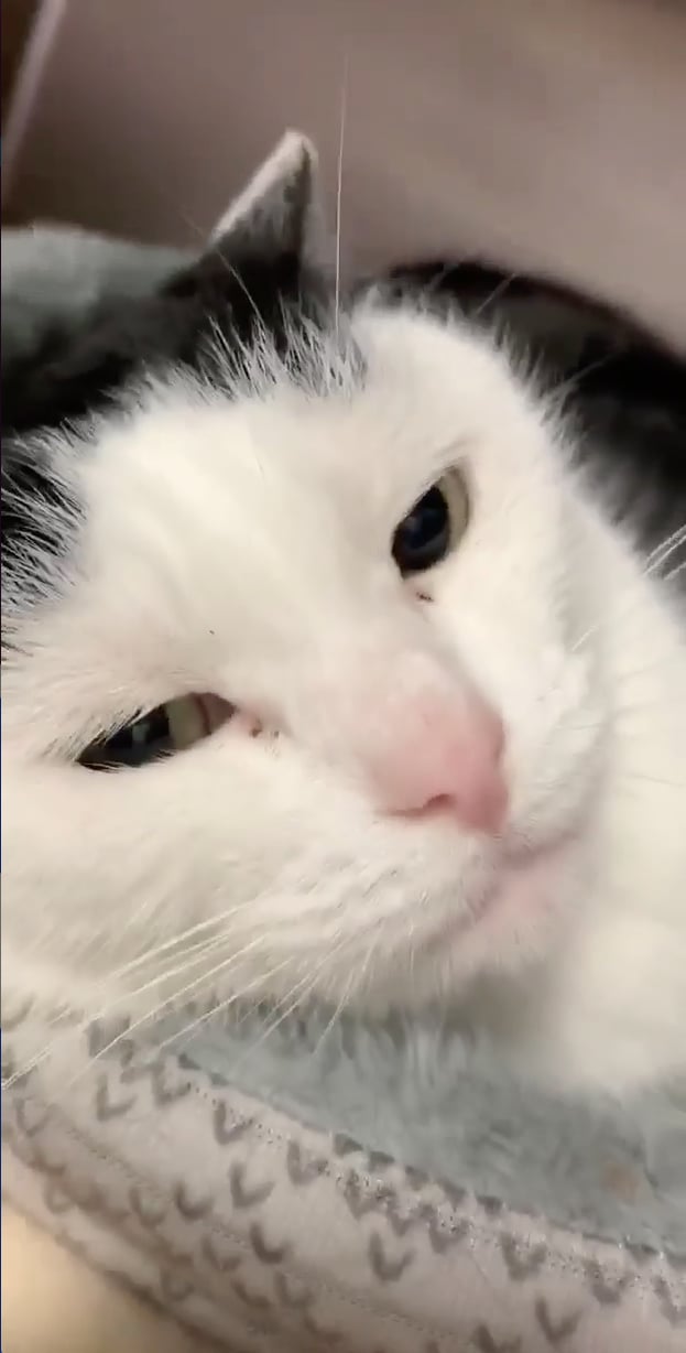 North Carolina Cat Is a "Jerk" Ready to Be Adopted POPSUGAR Pets Photo 4