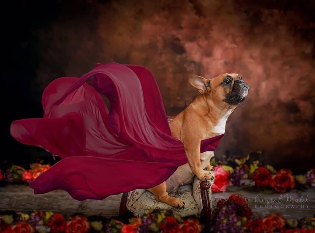 This Photographer Did a Maternity Shoot With French Bulldogs