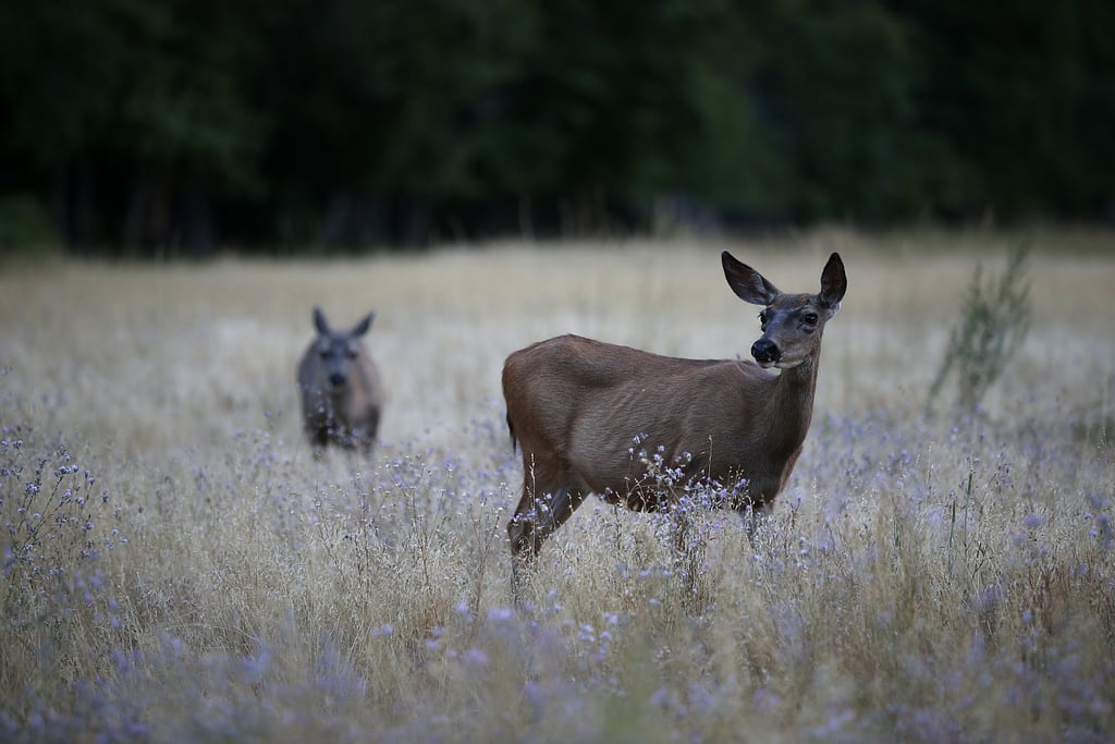 Yosemite, California