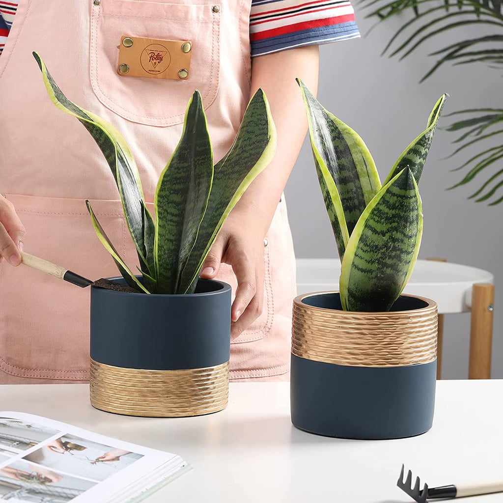 For a Golden Accent: Modern Gold-Brushed Cement Planters Pots