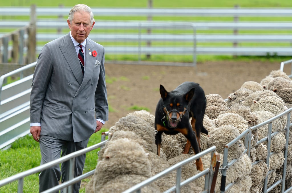 Photos of Prince Charles With Animals