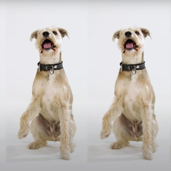 "Raise the Woof" Is the First Christmas Song For Dogs