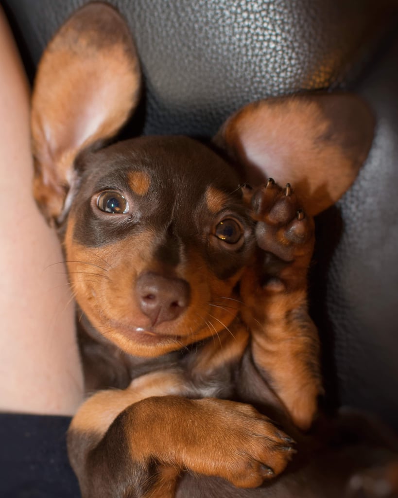 Cutest Dachshund Photos