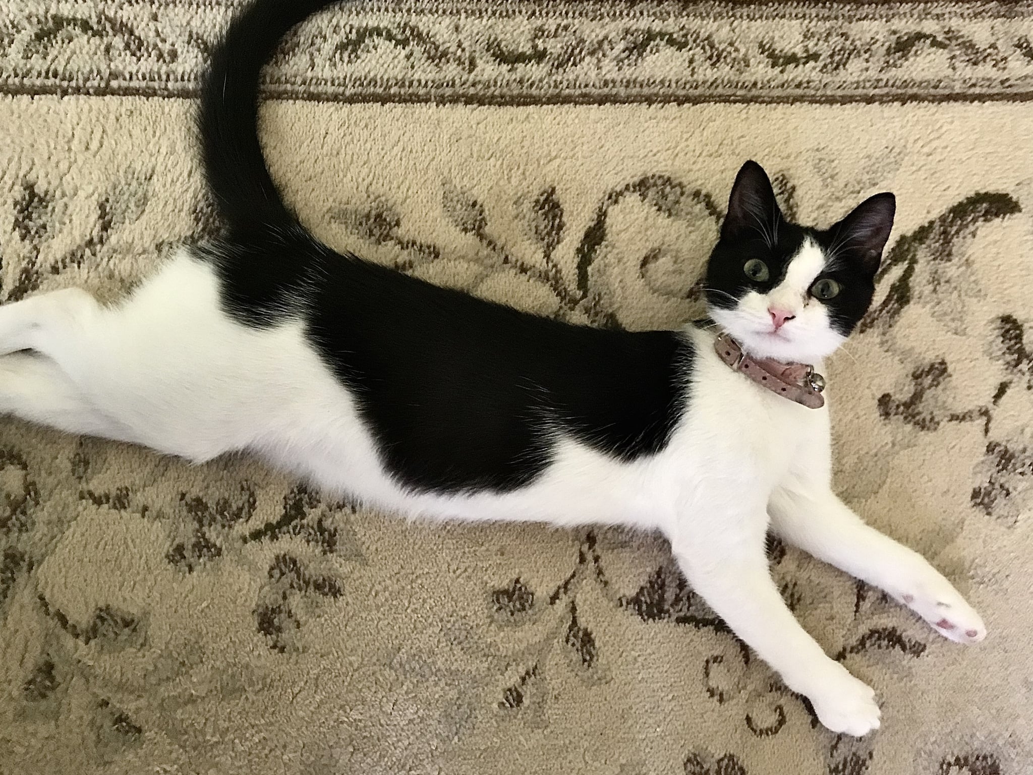 How Raising A Kitten Helped Me Transition To Post Grad Life Popsugar Pets