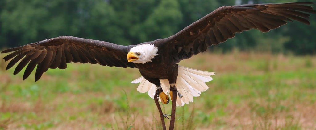 Endangered Species Act Under Threat