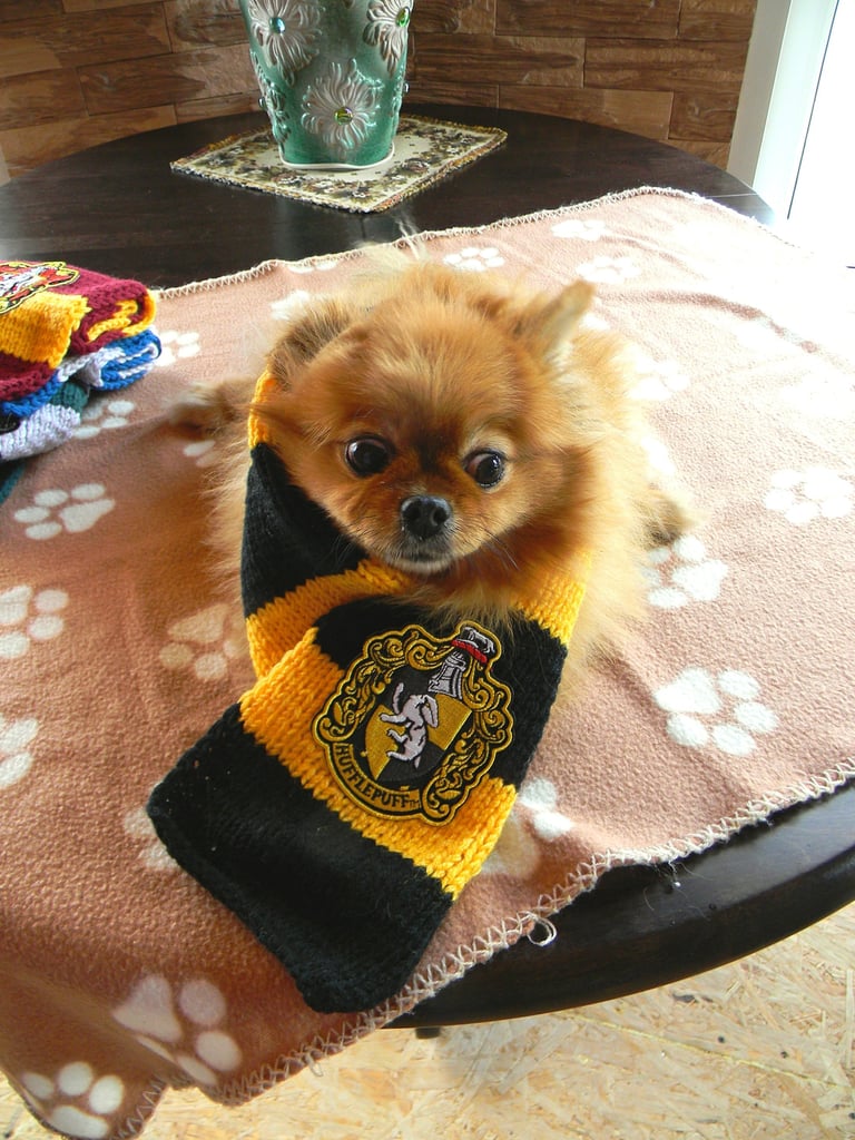 hufflepuff dog collar