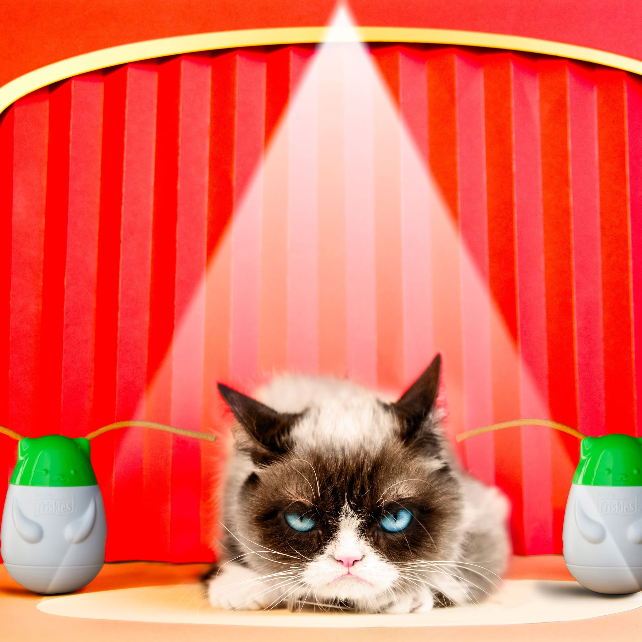 Grumpy Cat S Pet Peeves Interview Popsugar Pets
