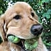 Video of Golden Retriever With Tennis Balls in Its Mouth