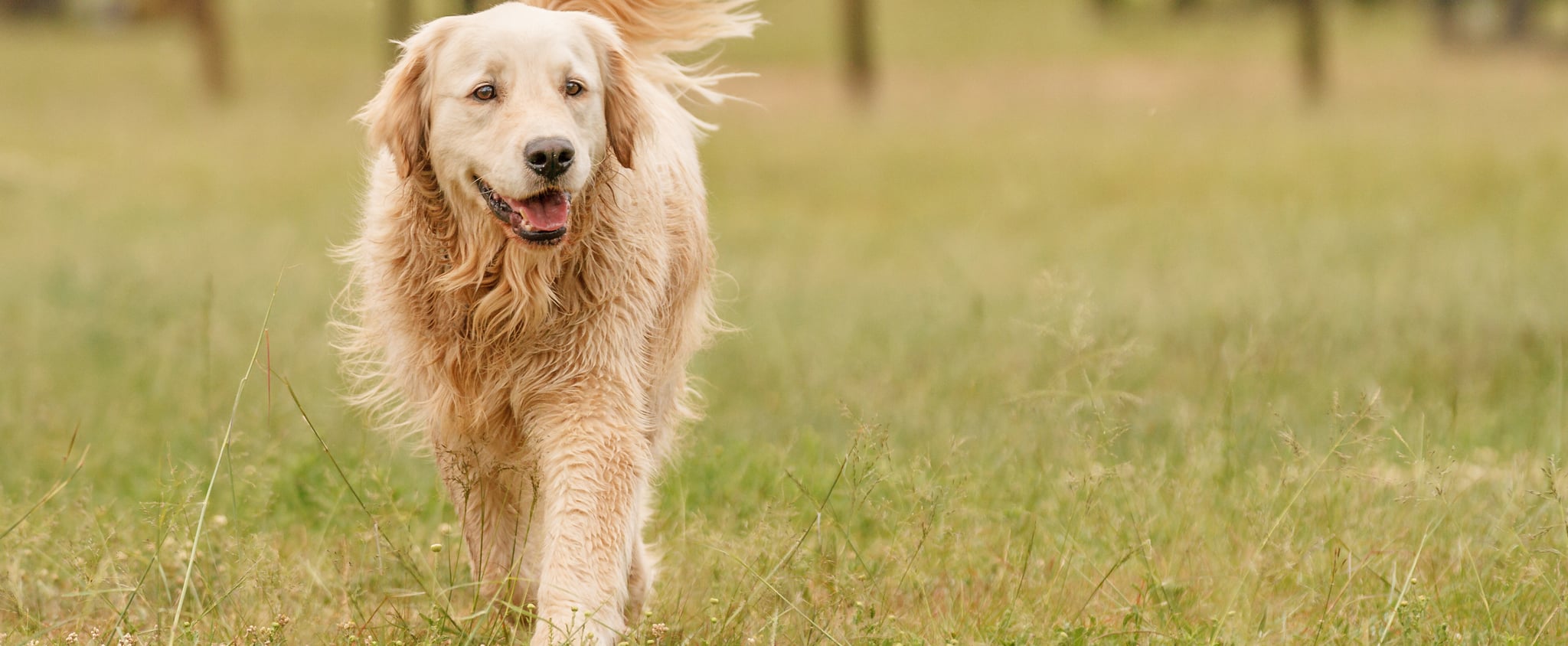 Types of Golden Retrievers