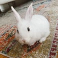 Adopting a Bunny Amid COVID-19 Has Been Such an Unexpected Source of Joy