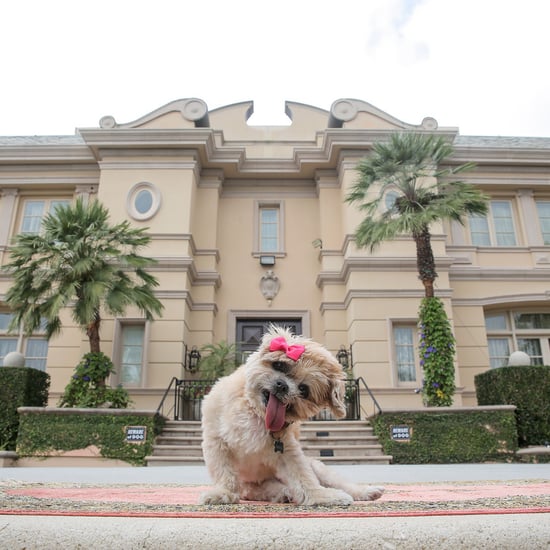 Marnie the Dog's Los Angeles Airbnb
