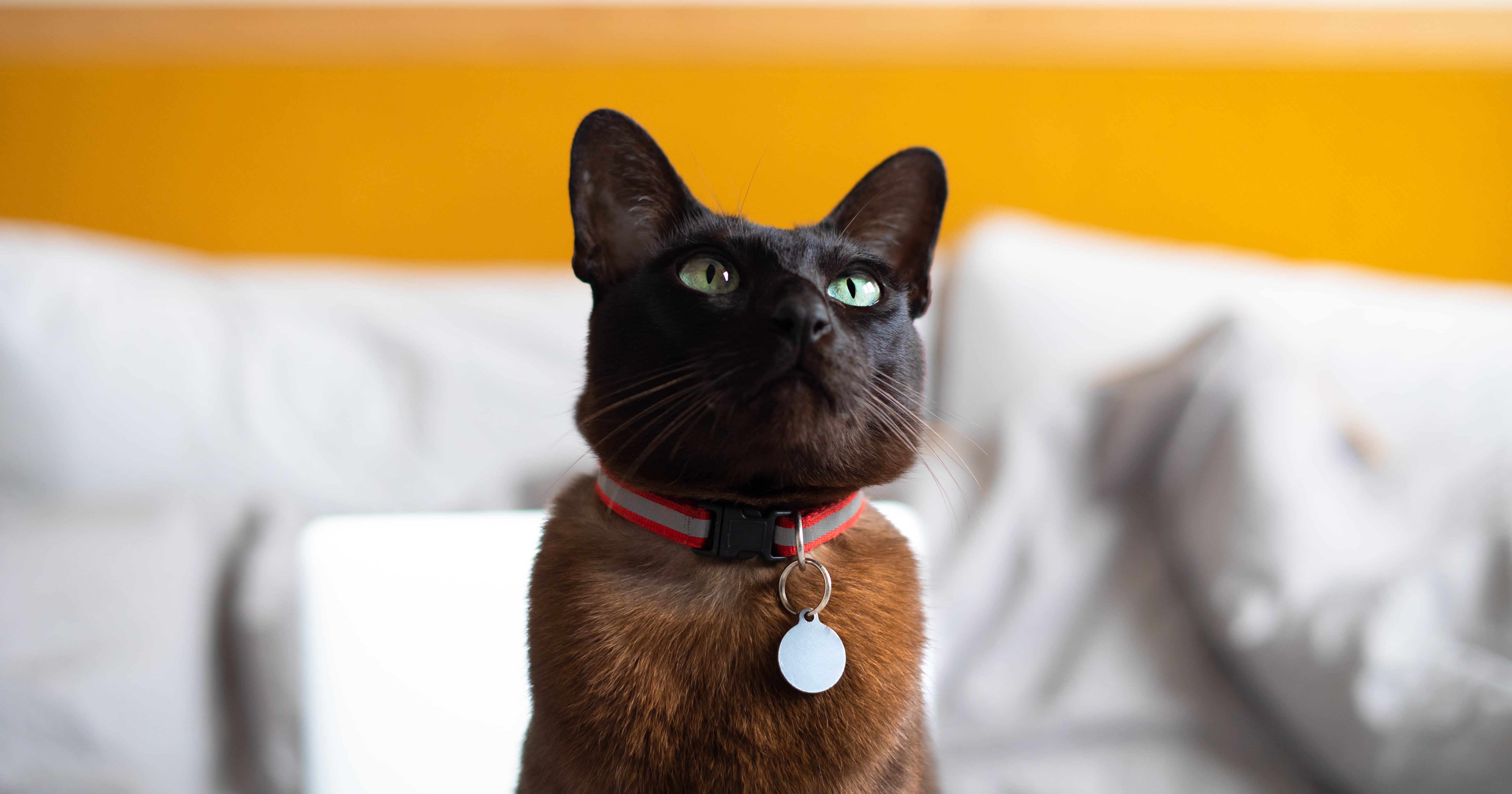 Cat keeps deals getting collar off