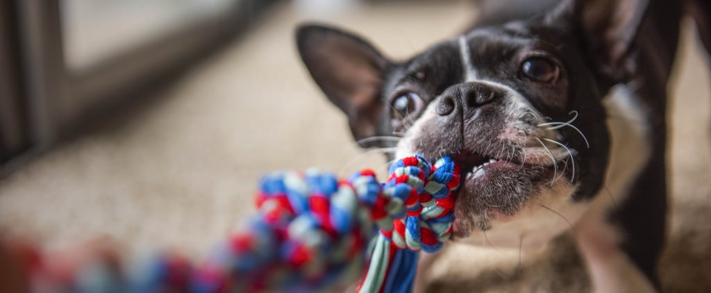 See the Pet Products Given The Dodo's "Paw of Approval"