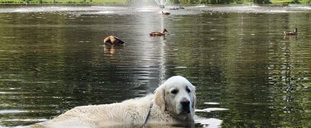 Video of Golden Retriever Swimming in Duck Pond